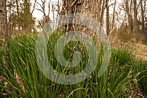 Dafodil Plants At The Base of Tree Before Blooming In Early Spring