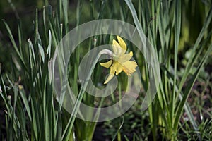 Dafodil in spring time