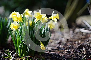dafodill in bloom, spring is here