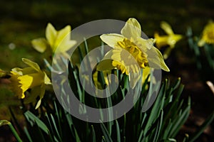 dafodill in bloom, spring is here