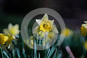 dafodill in bloom, spring is here