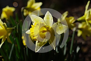 dafodill in bloom, spring is here