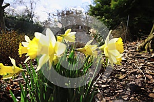 dafodill in bloom, spring is here