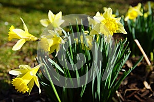 dafodill in bloom, spring is here