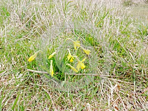Dafodils on a background of grass 1