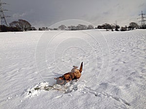 Daft dog photo