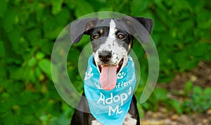 Dag Adopt Rescue Animal