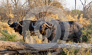 Exiled bull Cape buffaloes isolated in early morning light photo