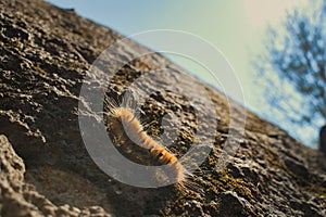 Dagger Moth Caterpillar