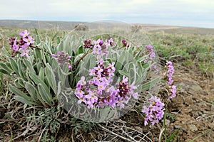 Daggerpod - Phoenicaulis cheiranthoides