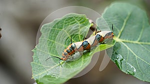Marpesia caterpillar photo