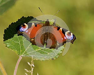 Dagpauwoog, Peacock, Aglais io