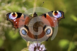 Dagpauwoog, Peacock, Aglais io photo