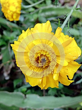 Dahaspethiya, yellow flower in srilanka real image