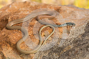 Dahl`s whip snake Platyceps najadum in Paklenica Croatia