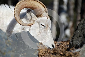 Dahl Sheep Profile