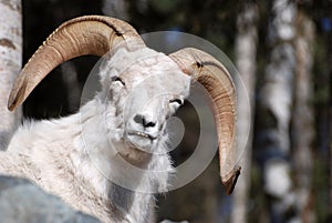 Dahl Sheep on rock photo