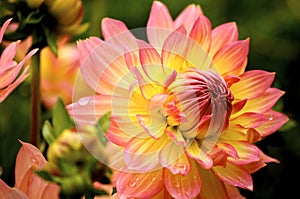 Dahlia photo