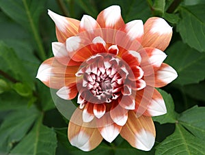 Dahlia