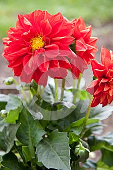 Dahlia