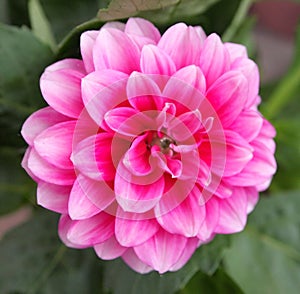 Dahlia