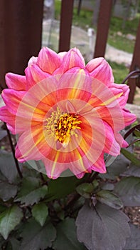 Dahlia