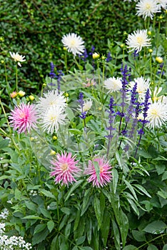 Dahlia aconitum, Butchart Gardens