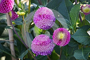 Dahlia Addison June, pink purple balls