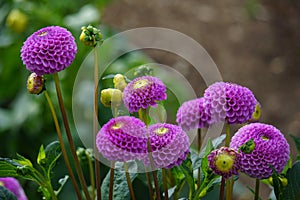 Dahlia Addison June, purple blooms