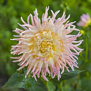 Dahlia Alfred grille variety flower head blooming in a garden