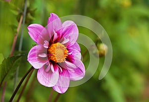 Dahlia Alpen Diamond pink flower. photo