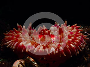 Dahlia anemone. Loch Carron, diving, Scotland