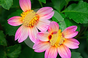 Dahlia anemone pink flowers