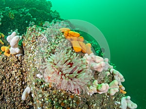 Dahlia anemone, Urticina felina. Farne Islands, East coast, England