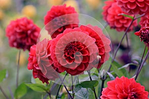 Dahlia Arnhem