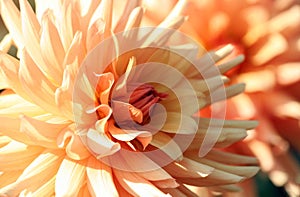 Dahlia, asteraceae variety of chrysanthemum, gentle color yellow-orange flowers