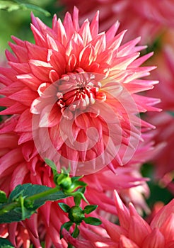 Dahlia, asteraceae variety of orange pennant chrysanthemum