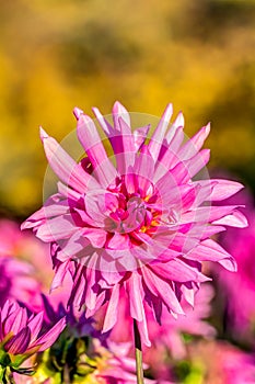 Dahlia in autumn