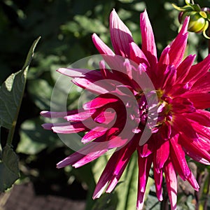 Dahlia Autumn flower design.