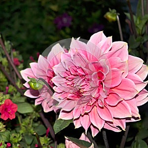 Dahlia Autumn flower design.