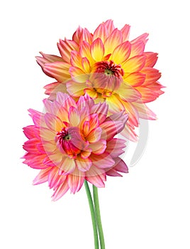 Dahlia Autumn flowers isolated on white