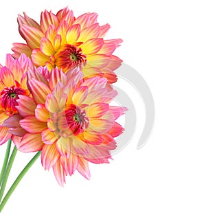 Dahlia Autumn flowers isolated on white