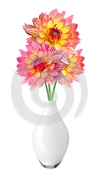 Dahlia Autumn flowers in vase isolated on white