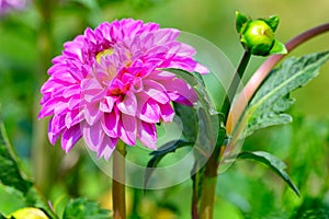 Dahlia on a background of flowerbeds. Focus on a flower.