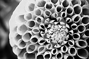 Dahlia ball fresh flower â€œIvanettiâ€ details macro photography BW photo.