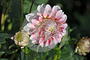 Dahlia is a Beautiful  genus of bushy, tuberous