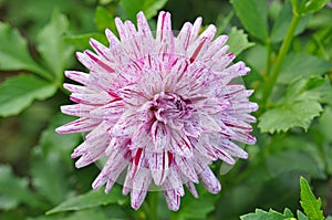 Dahlia is a Beautiful  genus of bushy, tuberous