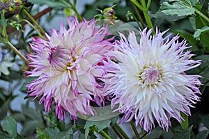 Dahlia is a Beautiful genus of bushy, tuberous