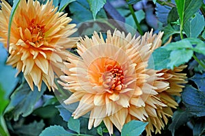 Dahlia is a Beautiful genus of bushy, tuberous