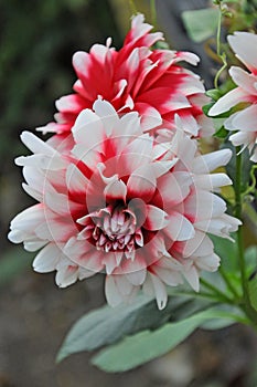 Dahlia is a Beautiful genus of bushy, tuberous